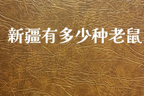 新疆有多少种老鼠_https://www.fsyjjx.cn_理财资讯_第1张